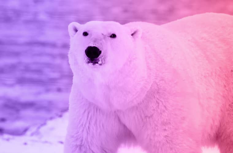 The Survival of White Polar Bears: A Precarious Future